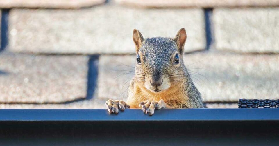 4 Common Rodent Entry Points in Dallas Rodent Prevention