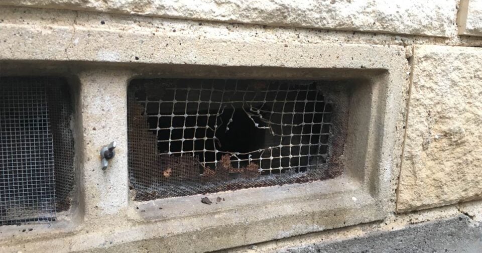 How Do I Get Rid of Rats in the House