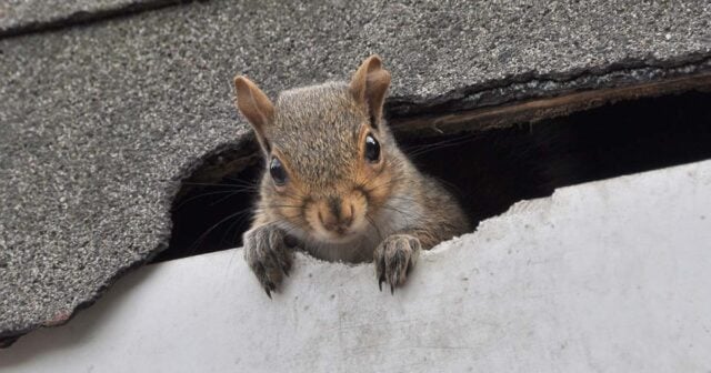 How To Get Rid Of Squirrels