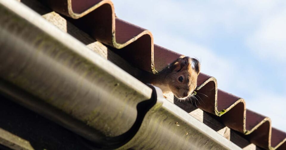 Squirrel Pest Control Omega Animal Removal