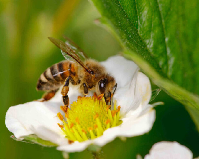 bee removal omega animal control content4