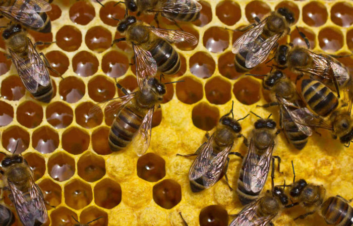 Bee Removal Omega Animal Control Content5