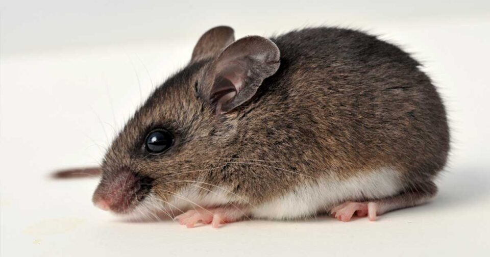 deer mice rodent removal