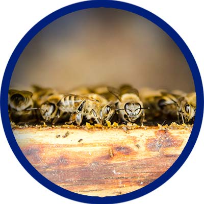 houston bee removal omega animal control