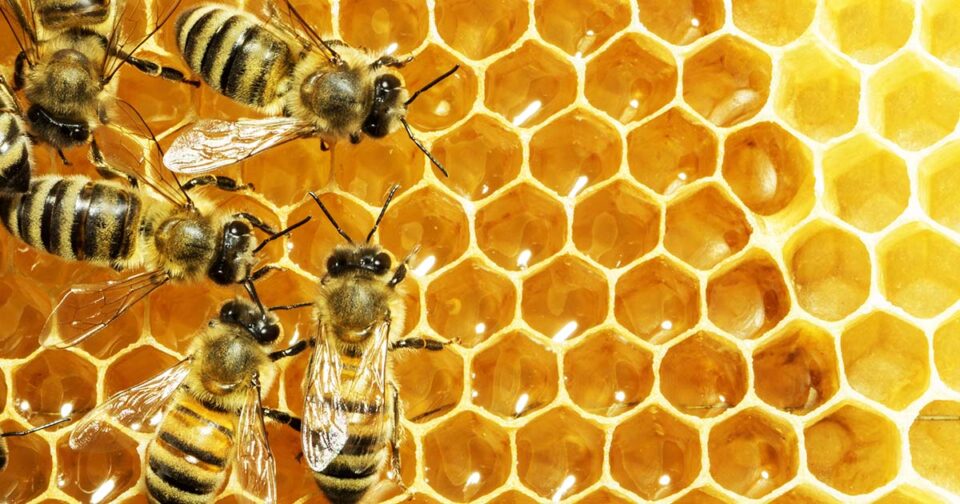learn about bees