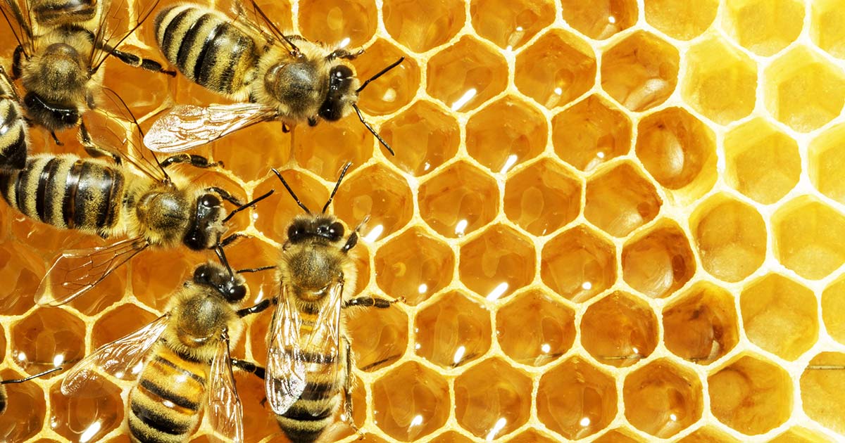 learn about bees learn about bees