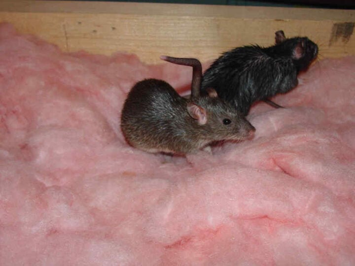 Rodent Removal Myths Busted