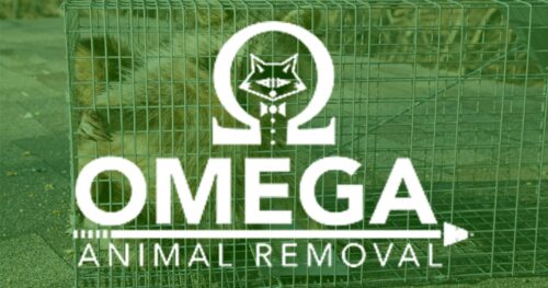 omega animal removal wildlife control featured