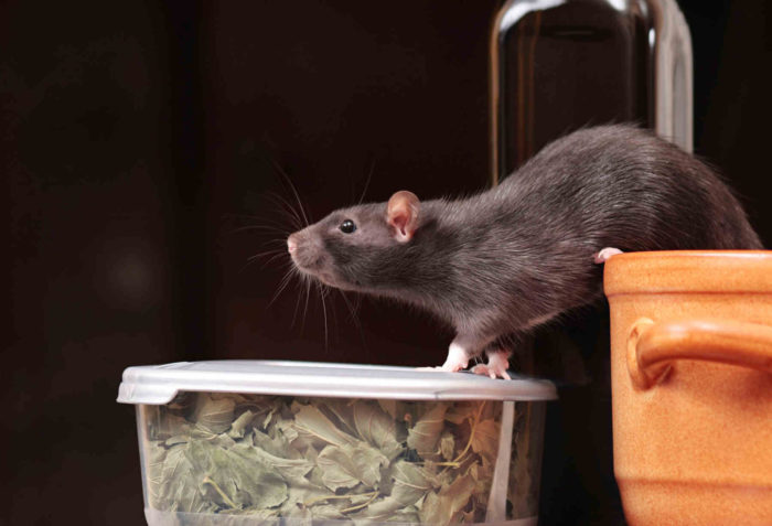 Rat Exterminator Omega Animal Control Content3