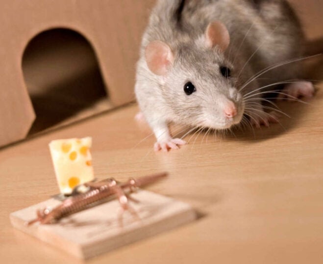 rat exterminator omega animal control content4