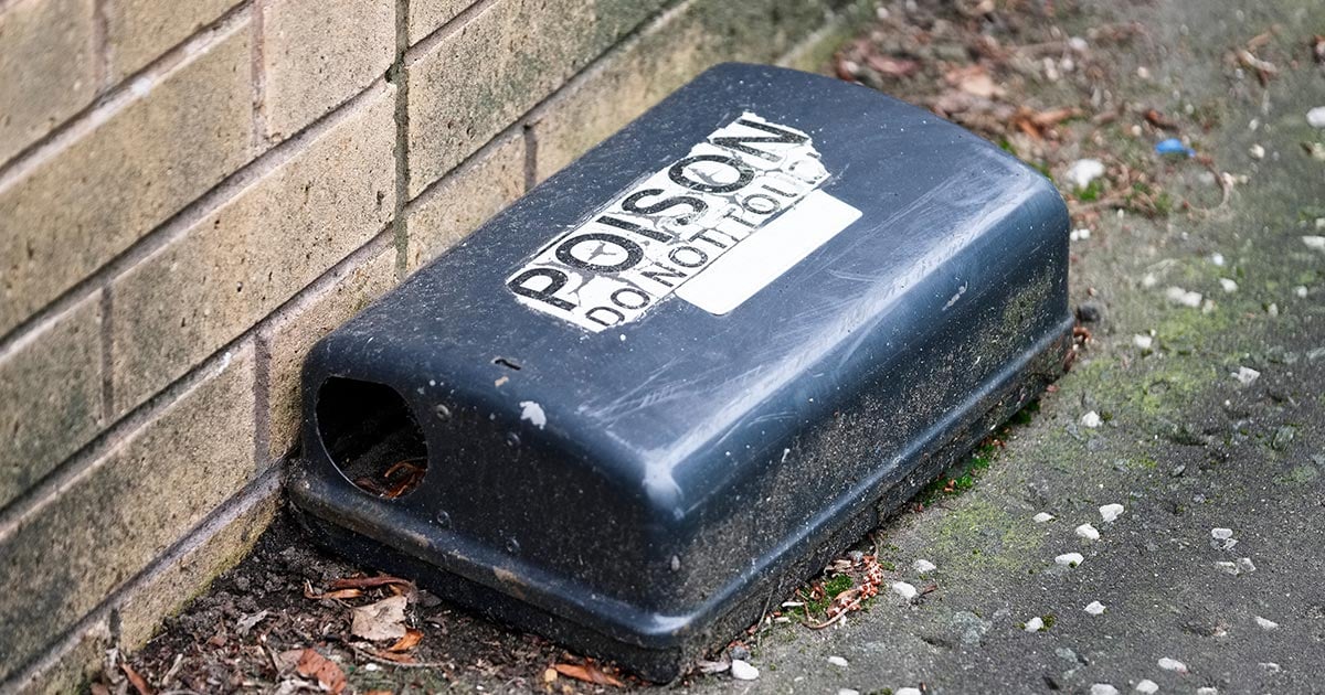rat poison for rats in the attic omega rodent pest control