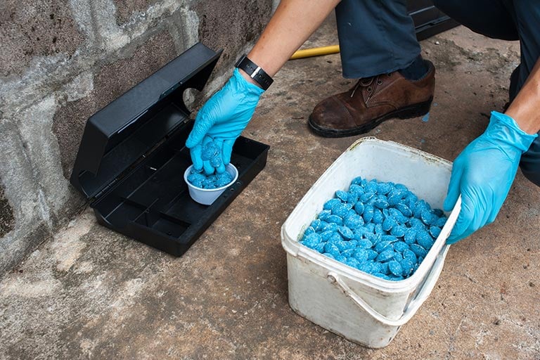 Rat Repellent For Rats In The Attic Omega Rodent Pest Control