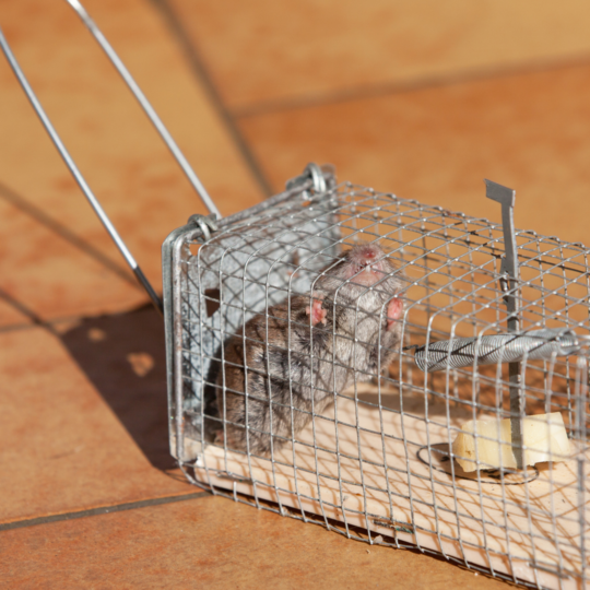 Best Way to Trap Rats