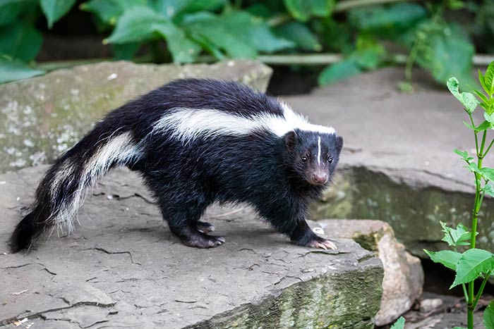 Skunk Removal Services Wildlife Animal Control Cnt