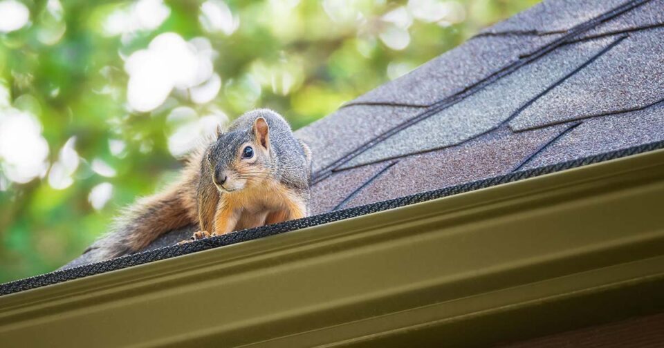 squirrel pest control and removal omega animal removal