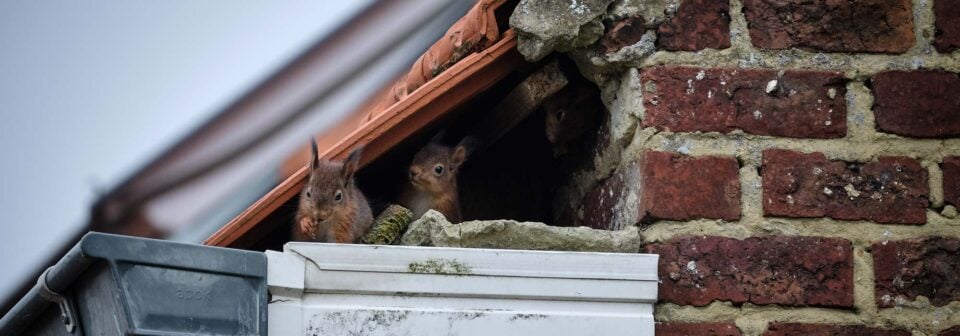 squirrel removal services extermination hdr